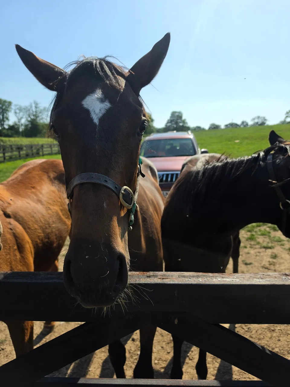 Two horses standing at a dark wooden gate on a sunlit dirt track, one reaching over the gate towards the camera.