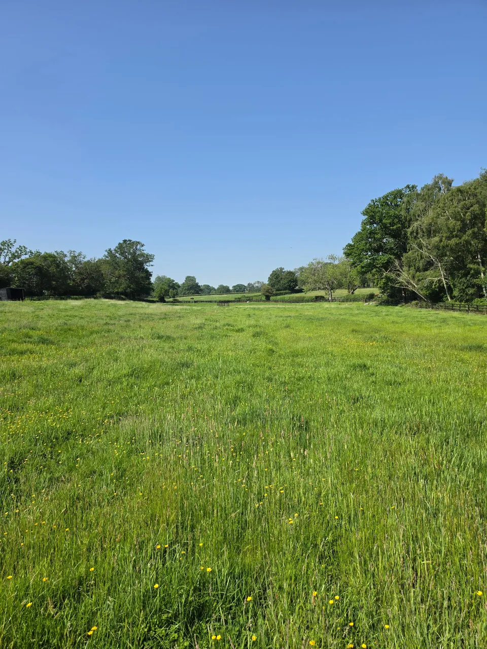 Meadow of long grass with scattered yellow wildflowers, mature trees and a fence line under a clear blue sky.