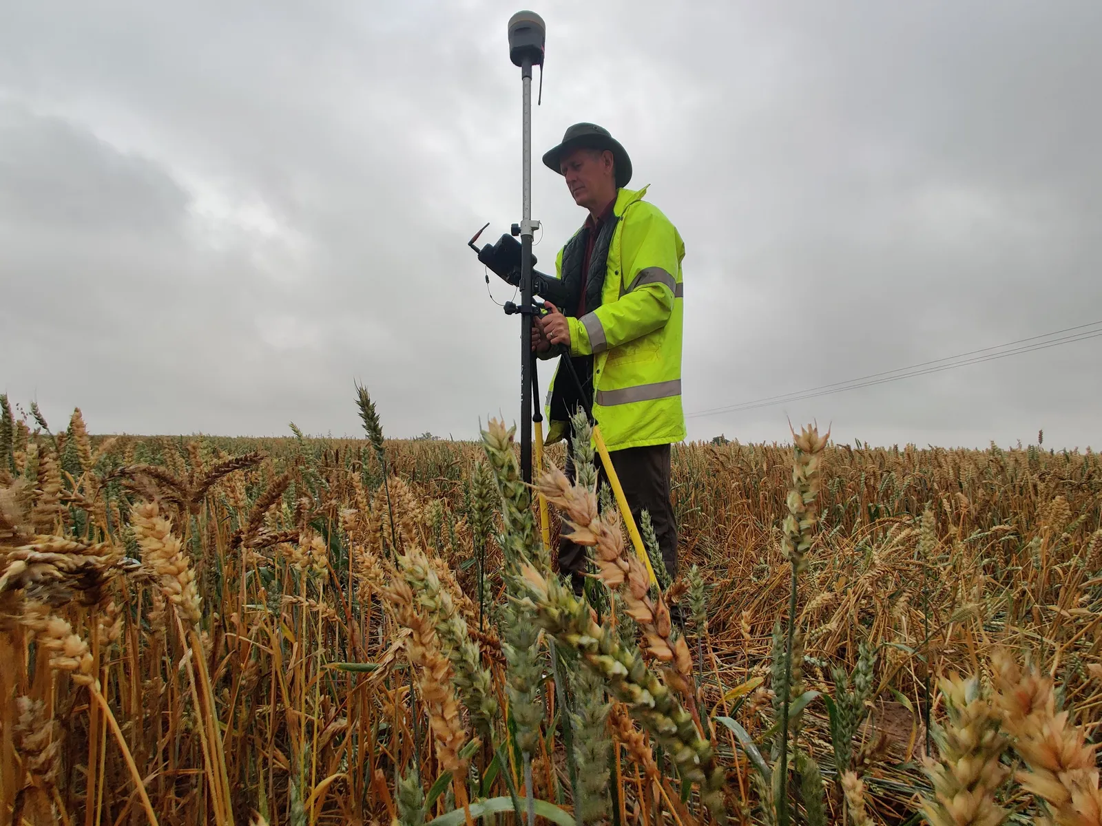 Surveyor in a yellow high-visibility jacket and hat holding a GNSS pole with a receiver on top in a field of ripe wheat under a grey sky.